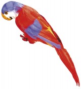 Papagei als Deko oder zum Piratenkostm