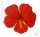 18 Bunte Hibiskusblüten