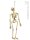Halloween Deko Skelett 40 cm