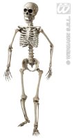 Halloween Deko Realistisches Skelett 160cm