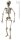 Halloween Deko Realistisches Skelett 160cm
